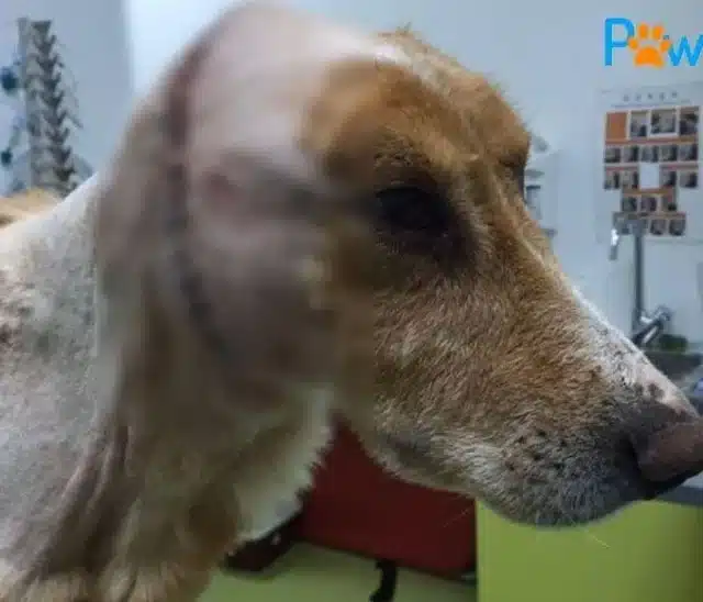 Extra image from article