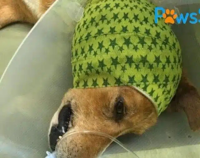 Extra image from article