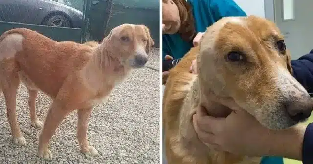 Despite his painful ordeal, this resilie...