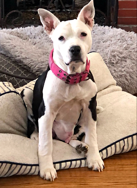 Post-surgery analysis showed promising r...