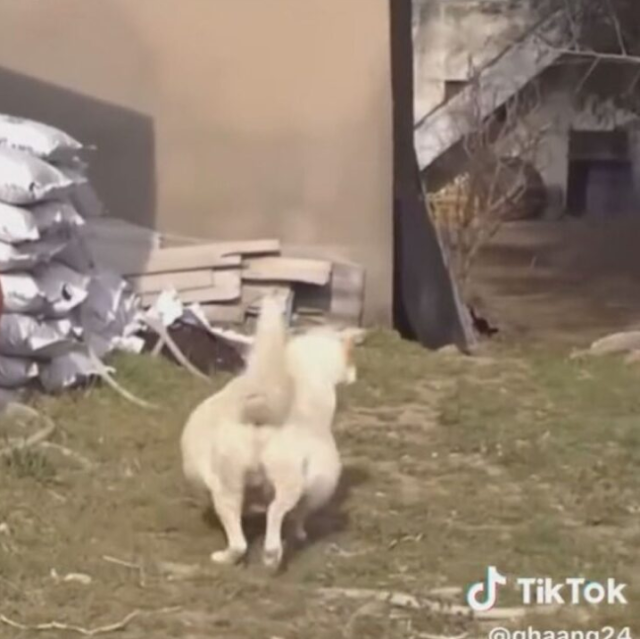 After surgery, the vet also found Boksu ...