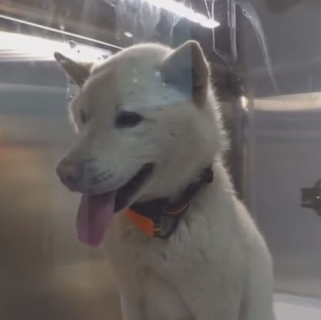 Extra image from article