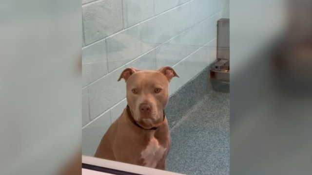 Despite his gentle nature, Yogi has been...