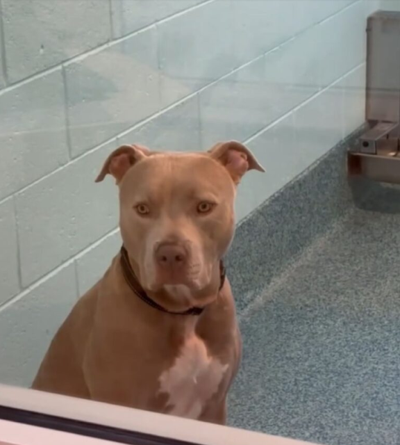 Yogi’s story gained national attention, ...