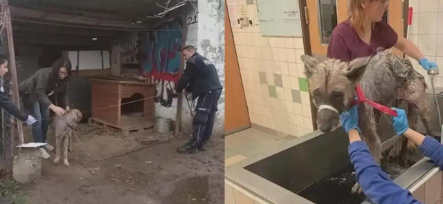 With appropriate nourishment and medical...