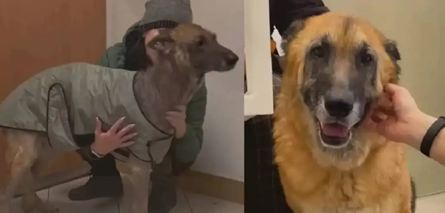 Today, Kira thrives. Her once fragile bo...