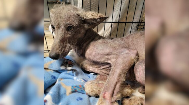 Initially, the tracks seemed to belong t...