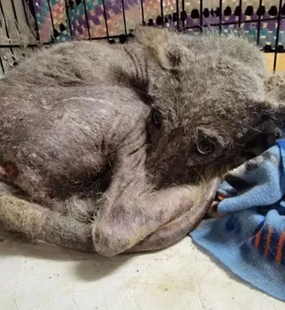 The creature's eyes conveyed a silent pl...