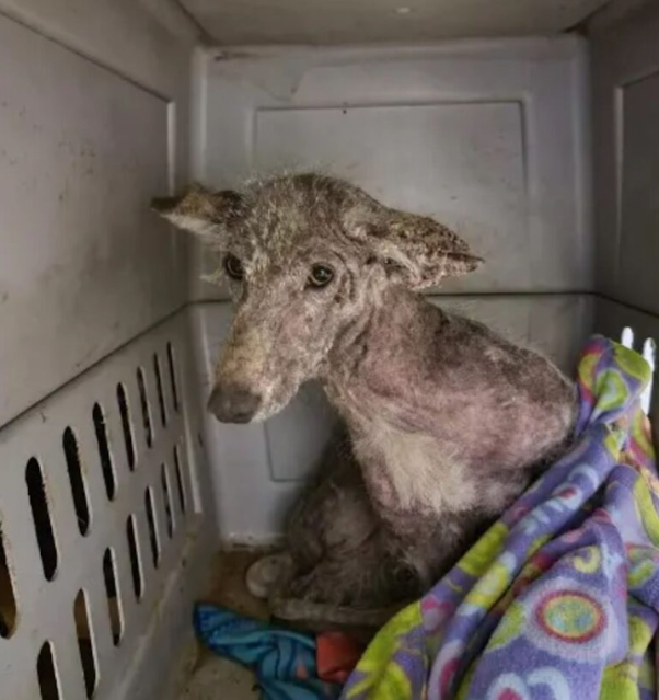 His condition was dire—patchy fur, a fra...