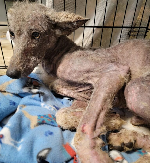 A volunteer from TJ’s Rescue Hideaway, a...