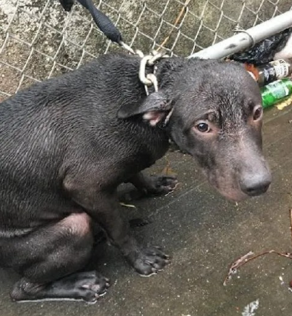 Recalling the moment, Officer Pascale sa...