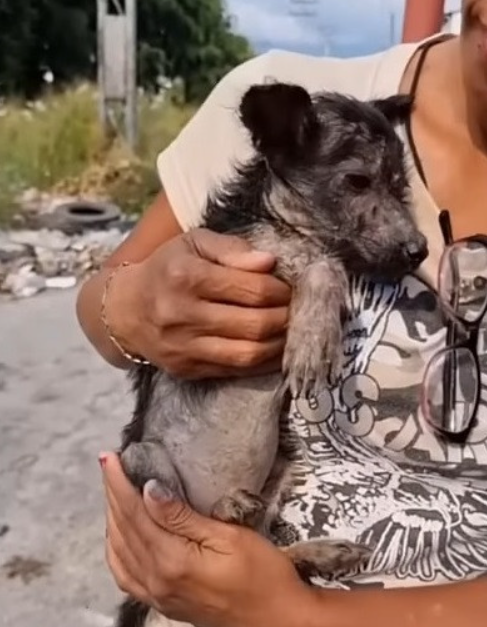 Additionally, Armor had painful fungal i...