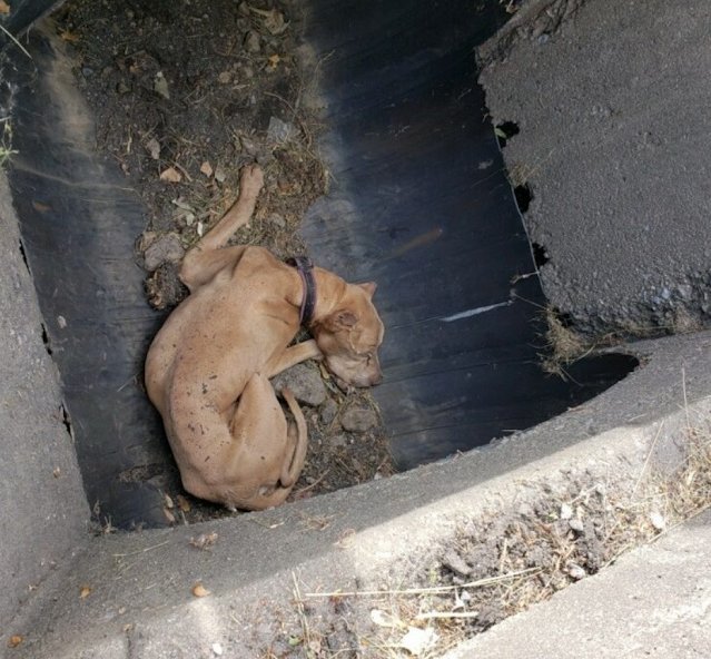 Initial fears were high as the animal ap...