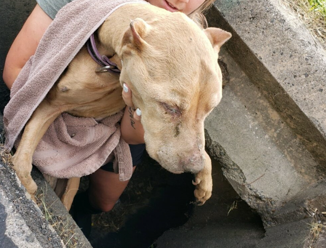 The dog, named Buddy, was found curled i...