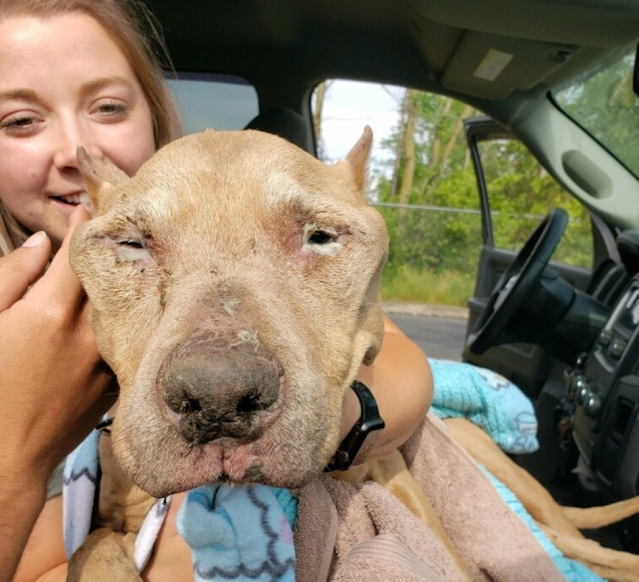 Buddy spent three days receiving intensi...