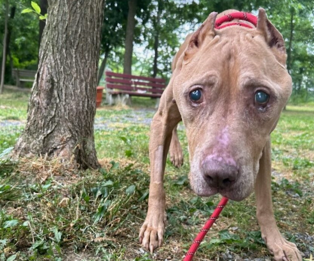 In a world often overshadowed by hardshi...