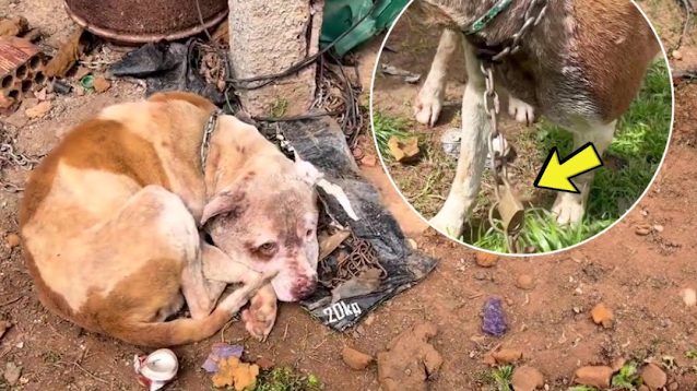 One dog was so frail it could barely sta...