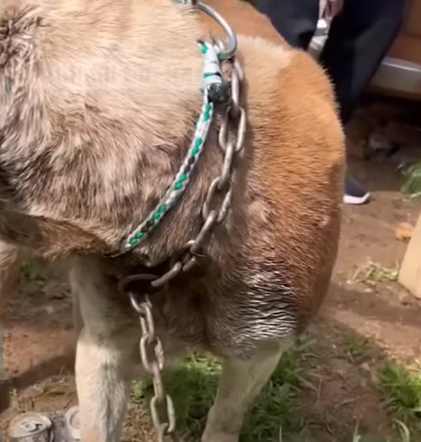 The time had come for these brave dogs t...