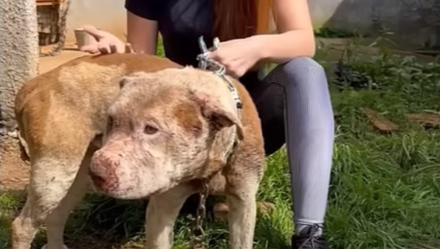 Under the care of dedicated veterinarian...