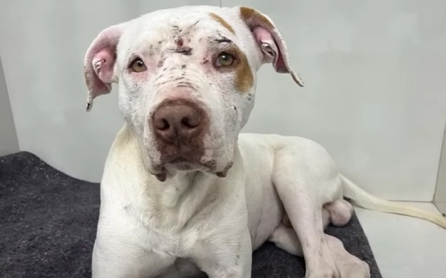 In due time, Aslan and Odin found new ho...