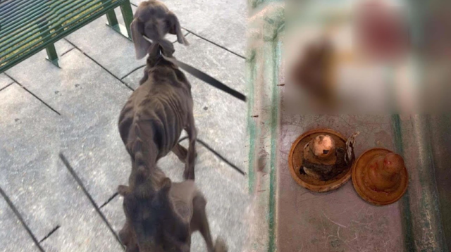 This tiny puppy was rushed to Niles Anim...