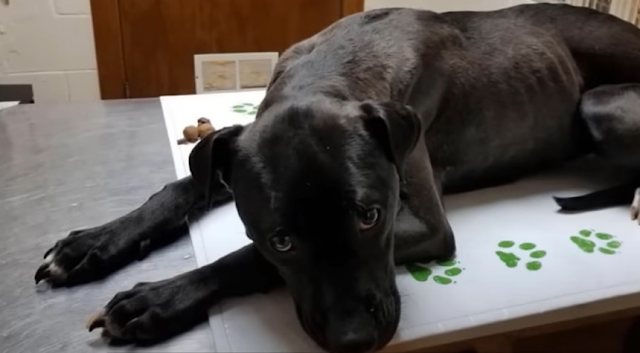 Marge endured several surgeries and face...