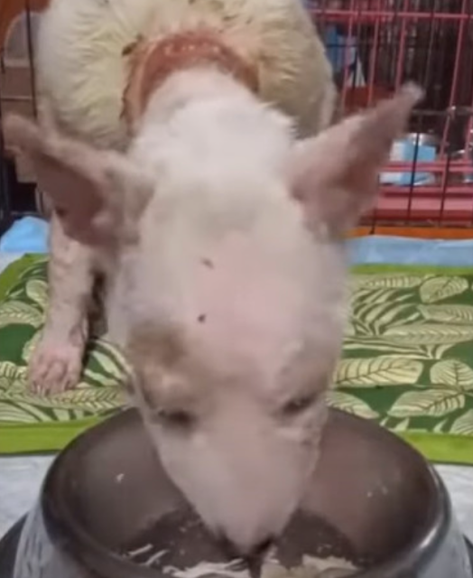 The emotional wounds needed the most att...