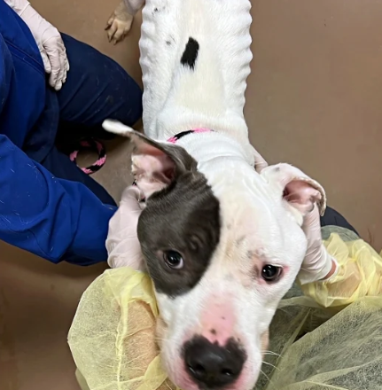 Despite his ordeal, Hal's spirit remaine...