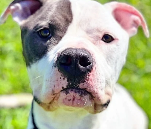 Currently around three or four years old...