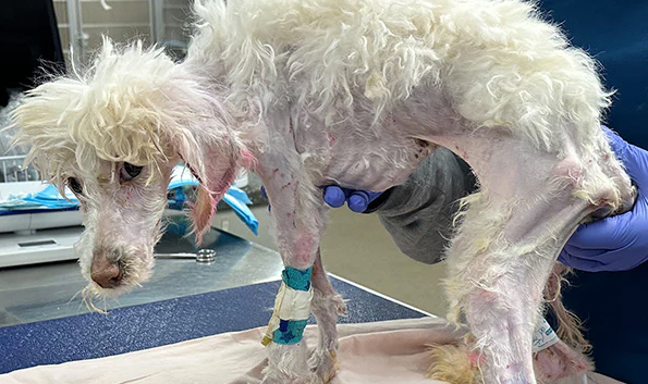 Junie’s resilience and progress are a te...