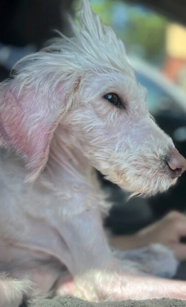 Extra image from article