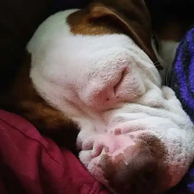 After these energetic walks, Carson's fa...