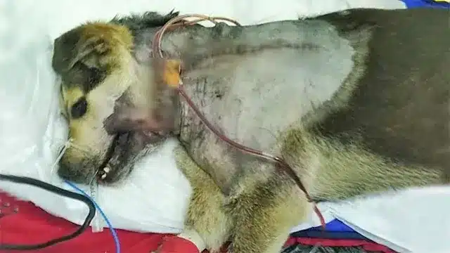 To boost her recovery, the doctor recomm...