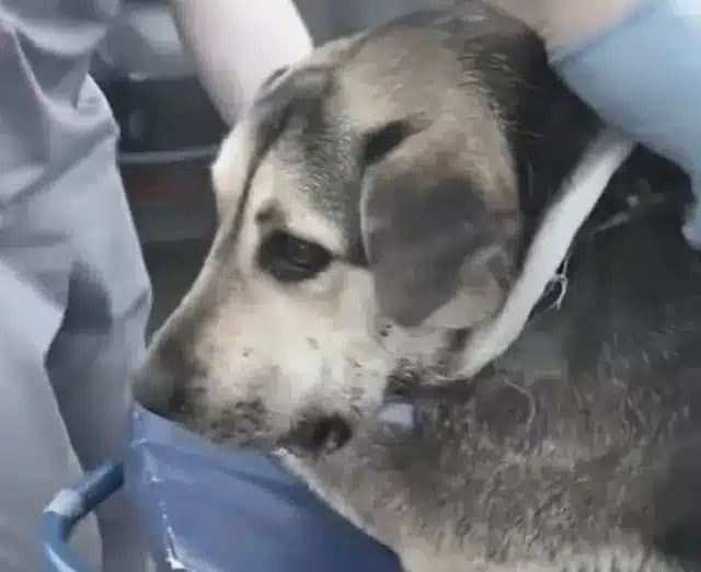 Two months later, Amora was able to feed...