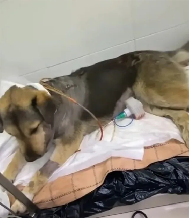 Extra image from article