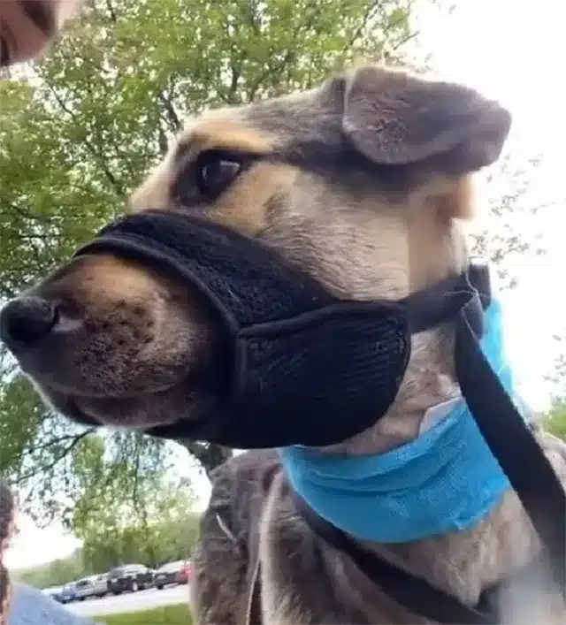 Extra image from article