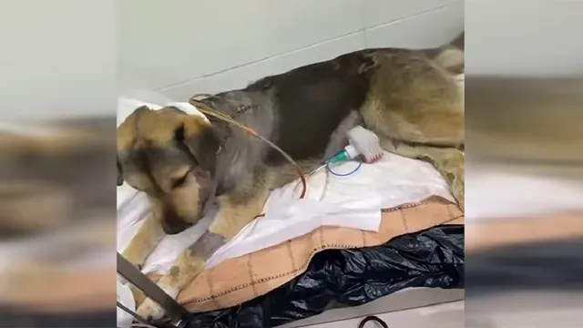 Amora never anticipated such a brutal ou...