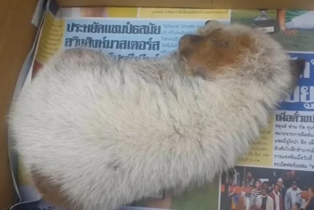 Extra image from article