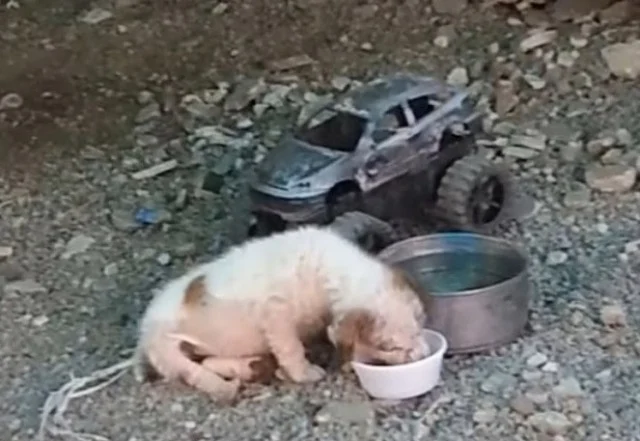 Extra image from article