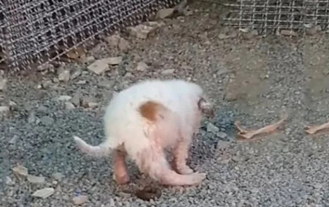 Extra image from article