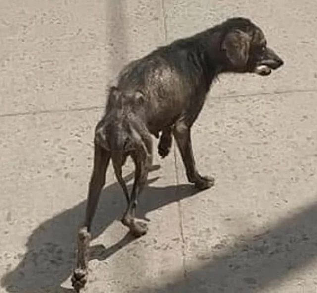 Luna now deserves a full and joyful life...