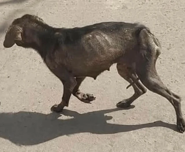 Reflecting on Luna, the shelter staff ex...