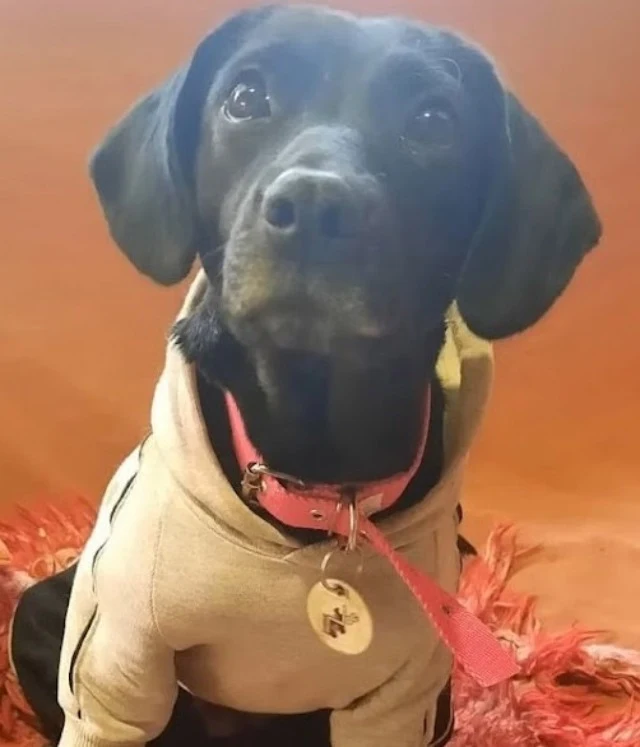 Extra image from article