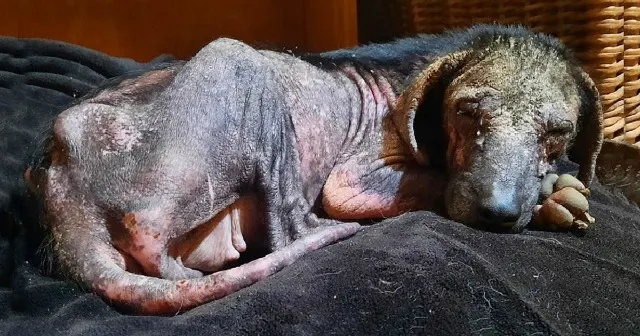 LuLi’s fate took a positive turn when Al...