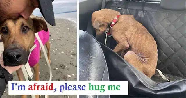 Clementine had been roaming the streets,...