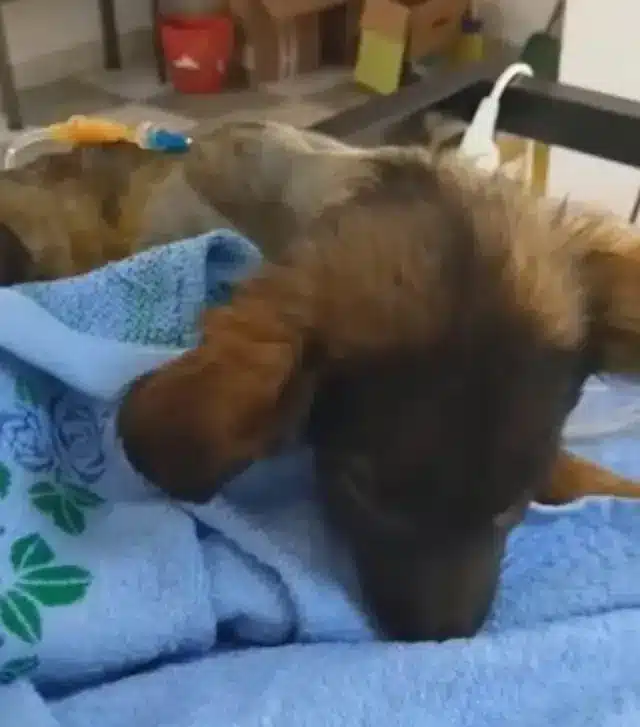 Extra image from article