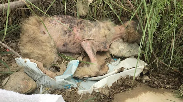 Fortunately, a passerby with a kind hear...