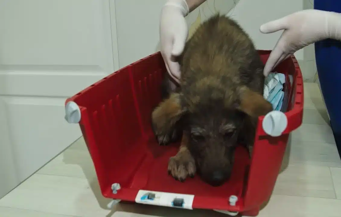 Zhora's inspiring journey is a heartwarm...