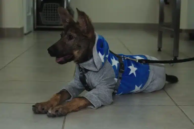 Extra image from article