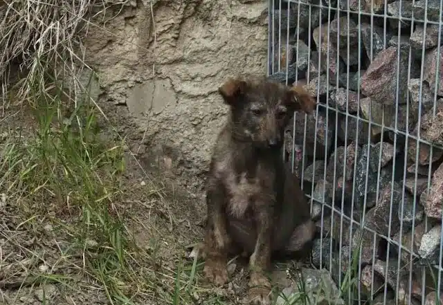 One such hero is Olena Pyanov, founder o...